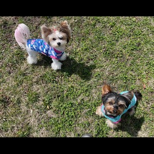 Team Page: Rainbows on The Pond